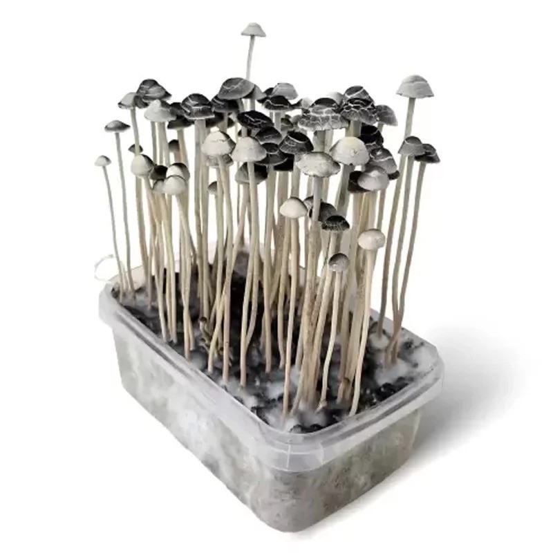 MYCELIUM COPELANDIA OBSERVATION SET 1200 ML