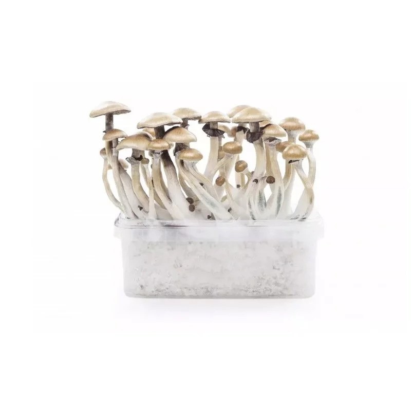 MYCELIUM GOLDEN TEACHER OBSERVATION SET 1200 ML