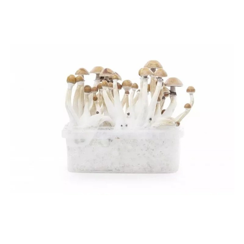 Mexican Mycelium Observation Kit 1200 ml