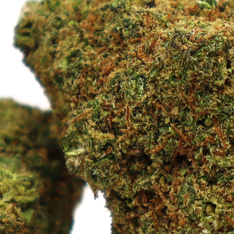 HOLLYWOOD CBD BLÜTE COOKIES