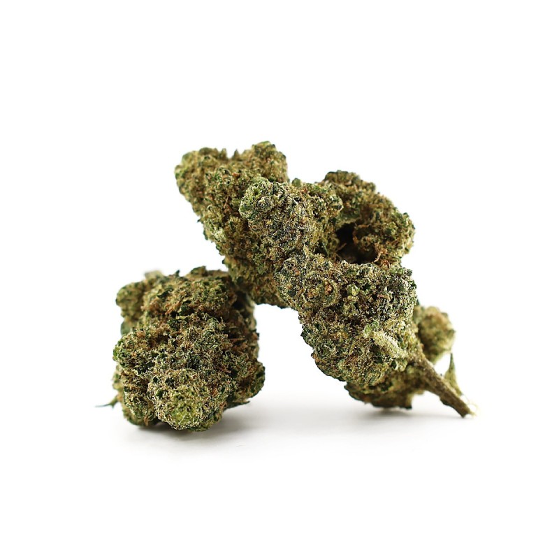 LA CHUPACABRA 50% BLÜTE MAGIC SAUCE