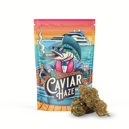 CAVIAR HAZE 50% MAGIC SAUCE BLÜTE